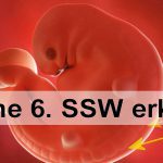 6. SSW