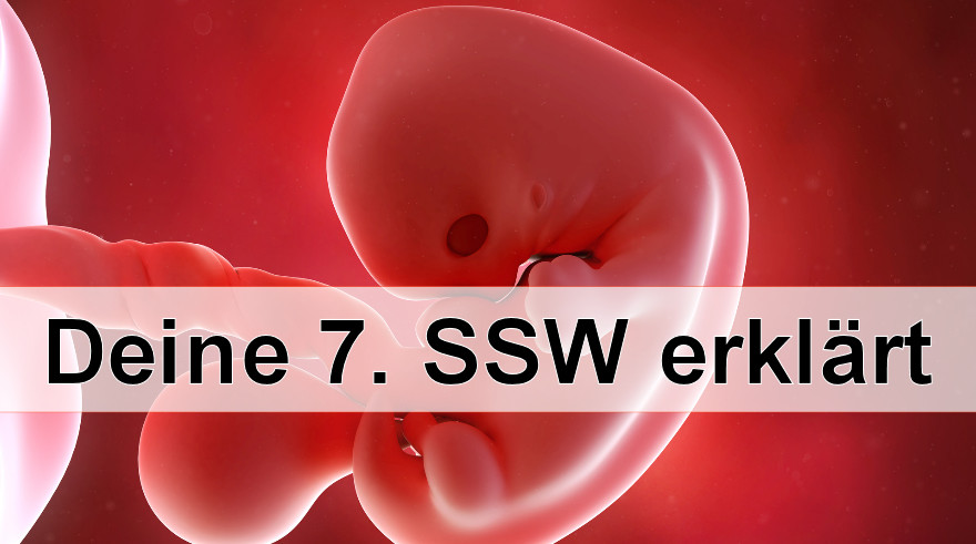 7 Ssw Und Kein Herzschlag Nur Fruchthöhle Und Dottersack 7. SSW – Dein Schwangerschaftskalender