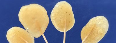 Ingwer Lollies gegen Übelkeit