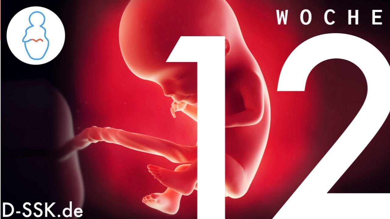 12 Woche Schwanger Welcher Monat dein-schwangerschaftskalender.de